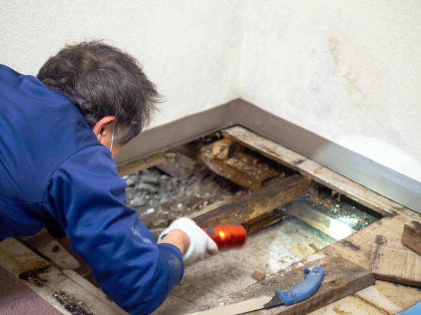 Best DIY Mold Remediation Support Services in Kellyville, OK