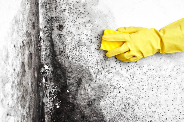  Kellyville, OK Mold Removal Pros