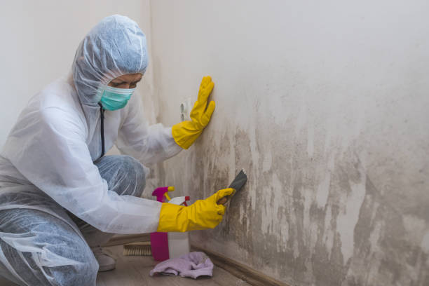 Best Commercial Mold Remediation in Kellyville, OK