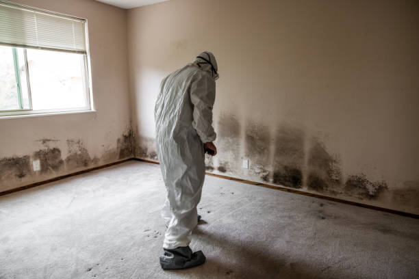 Best Emergency Mold Remediation in Kellyville, OK