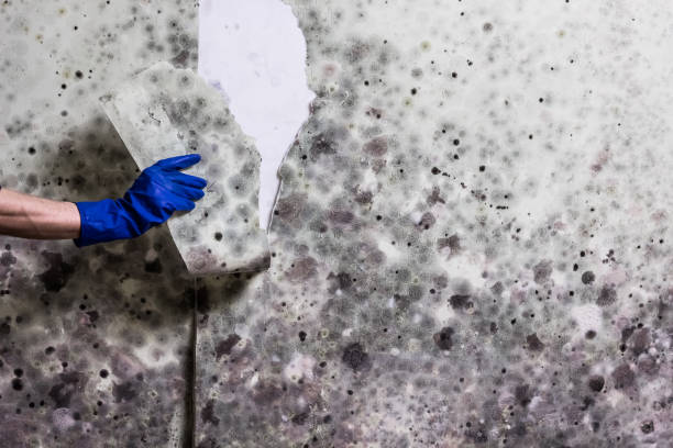 Best Preventive Mold Services in Kellyville, OK
