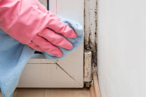 Best Post-Flood Mold Remediation in Kellyville, OK